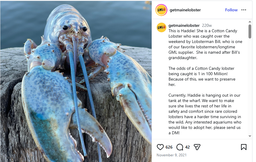toomuchfent's tweet photo. This is Haddie, the rarest possible form of sealife, these blue shelled lobsters have a 1 in 100 million chance of existing

here's articles about how rare they are:

https://t.co/zMAGCz2dRZ

here's the post that shows haddie:

https://t.co/468h5xWWUx https://t.co/k5wsUq3Idp