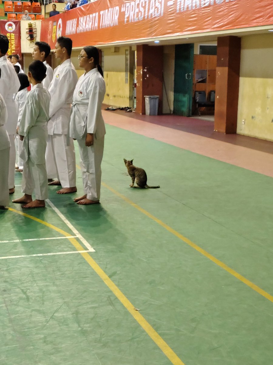 walimabdul's tweet photo. Karate-cing ikutan ujian kenaikan tingkat https://t.co/S8VYlzMRYH