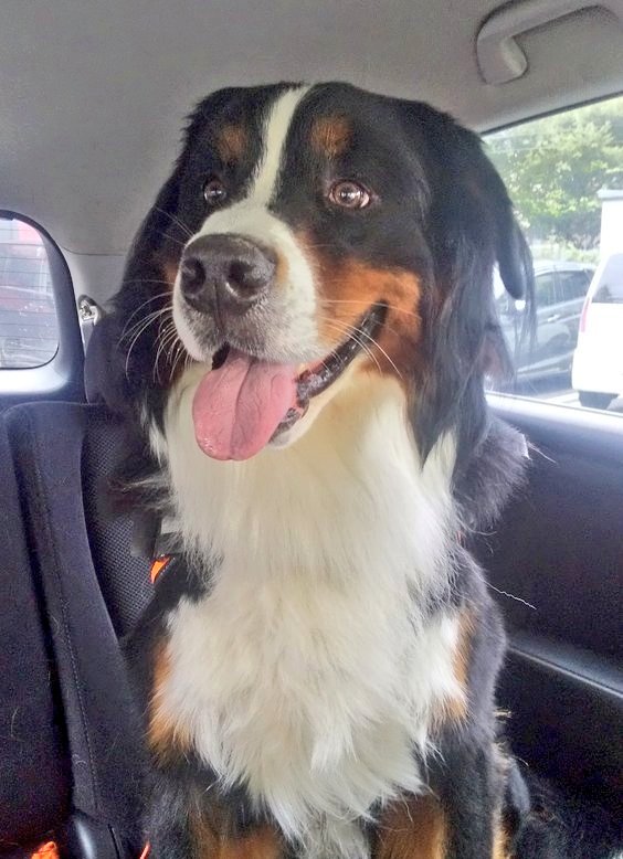 ここあ (@coco_bmd) / Posts / X