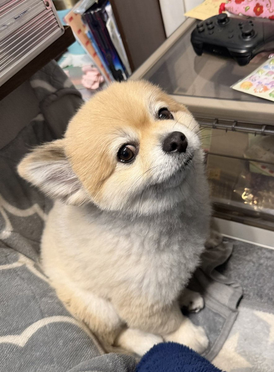 ポメポメページ うぎょー可愛いのが、可愛い