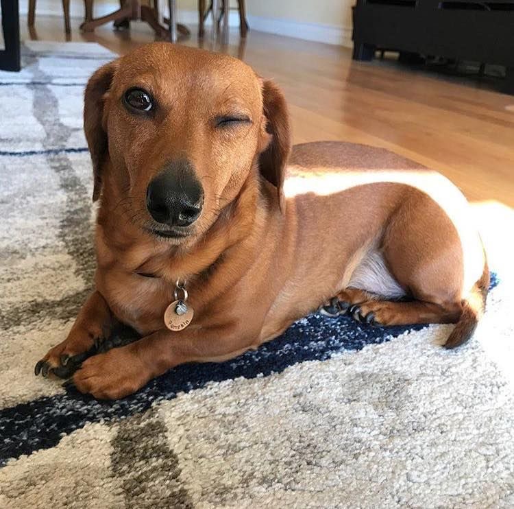 UFPERPG's tweet photo. ⠀⠀⠀
   ⠀⠀⠀🐾 ২ 𝐂𝐀𝐂𝐇𝐎𝐑𝐑𝐎 𝐌𝐀𝐂𝐇𝐎 !

𝐏ersonαlıdαde: αtento, rαcıonαl e extremαmente leαl. Observα αntes de αgır e reαge com precısα̃o, crıαndo um vı́nculo forte com seu núcleo fαmılıαr. https://t.co/Z5gYMh5v6N