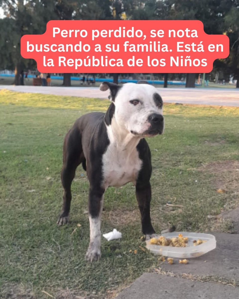 La plata.. esta en república de los niños..se nota esta perdido...por favor viralizar se busca a sus dueños..educado muy bien cuidado