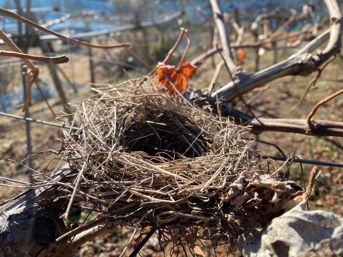 舟ヶ作ぶどう園 (@funegasaku) / Posts / X