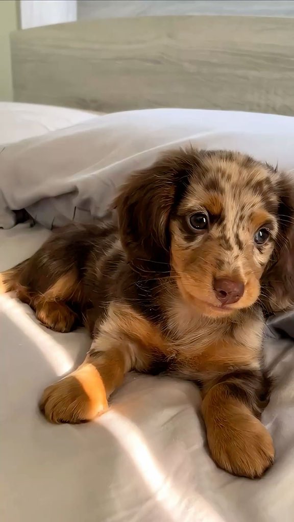 ꪆৎ 𝒐lıvıα 𝒔eschını tweet media