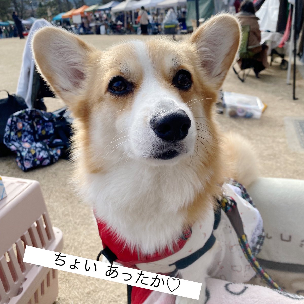 おはようございます☀️あすみです🐾
はっよー⸜( •⌄• )⸝ぶいやで✌️

本日10時〜16時
久しぶりの平安楽市に出店してます⛩️✨

お天気最高☀️
お散歩ついで・お参りついでに
ふらっと遊びに来てね🐶💕