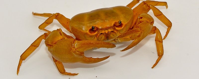 Gold crab primarily refers to the Golden King Crab (Lithodes aequispinus), a 5-8 lb, sweet-flavored Alaskan species with golden shells, or the deep-sea Chaceon fenneri found off the US Atlantic coast. They are prized for their tender meat, typically harvested in deep waters (500+