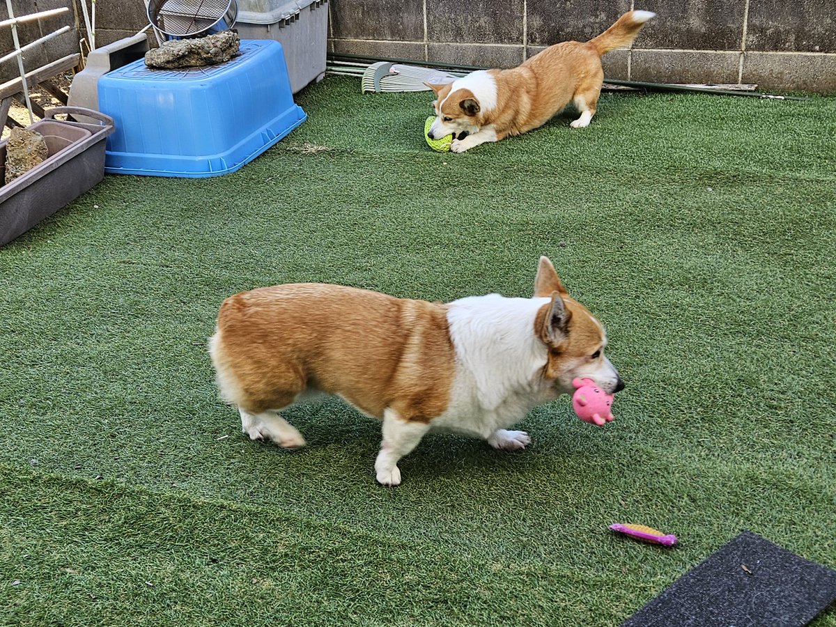 シーフーサン🍭(コーギー) (@usamikun) / Posts / X