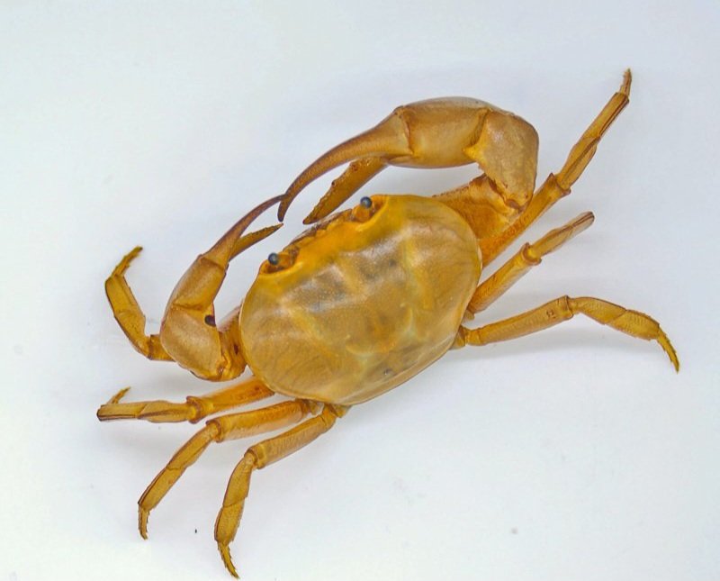 $Goldcrab is a very rare species of crab as well 
We in crab meta 
Send it!
GHrcopmxJSJA35BePiasZXEj5grjohS1ENvtWhkLpump