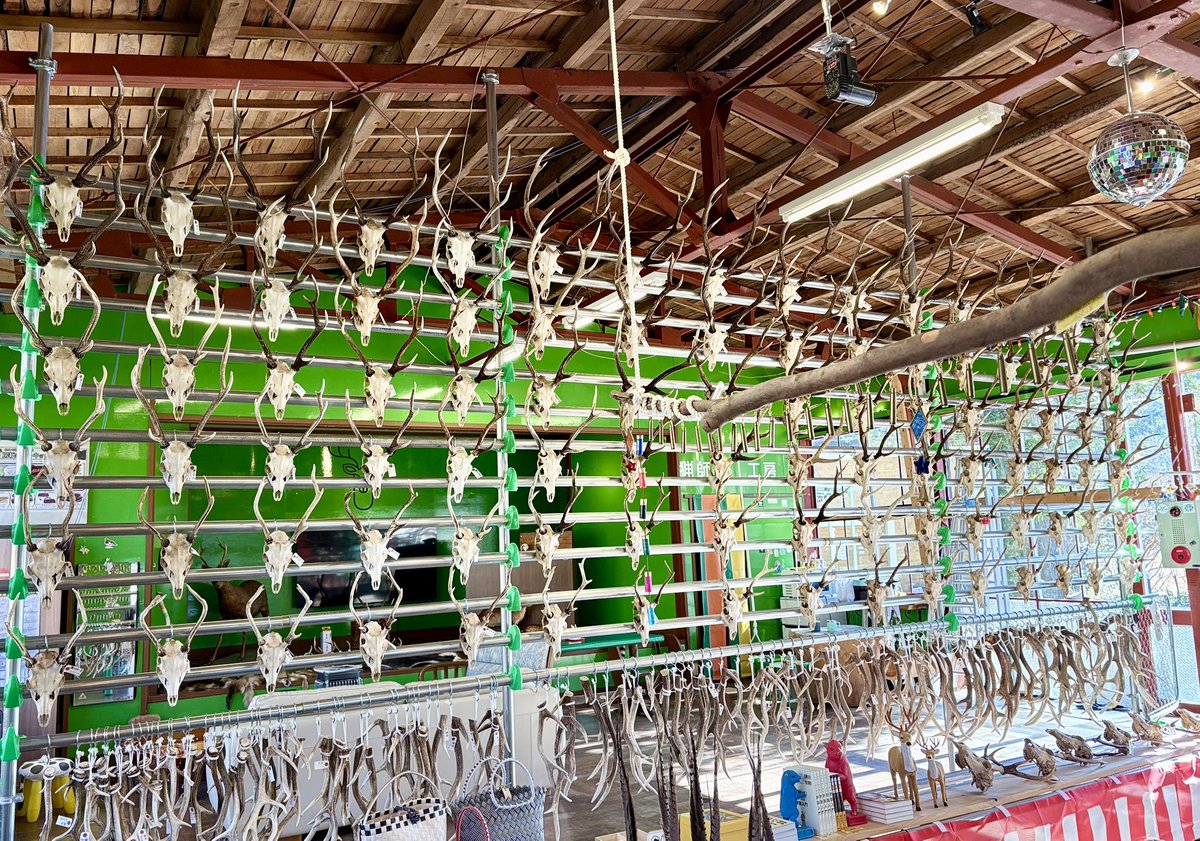 猟師工房ランド営業中 シカオスの頭骨が96全てに飾られました🦌 シカの