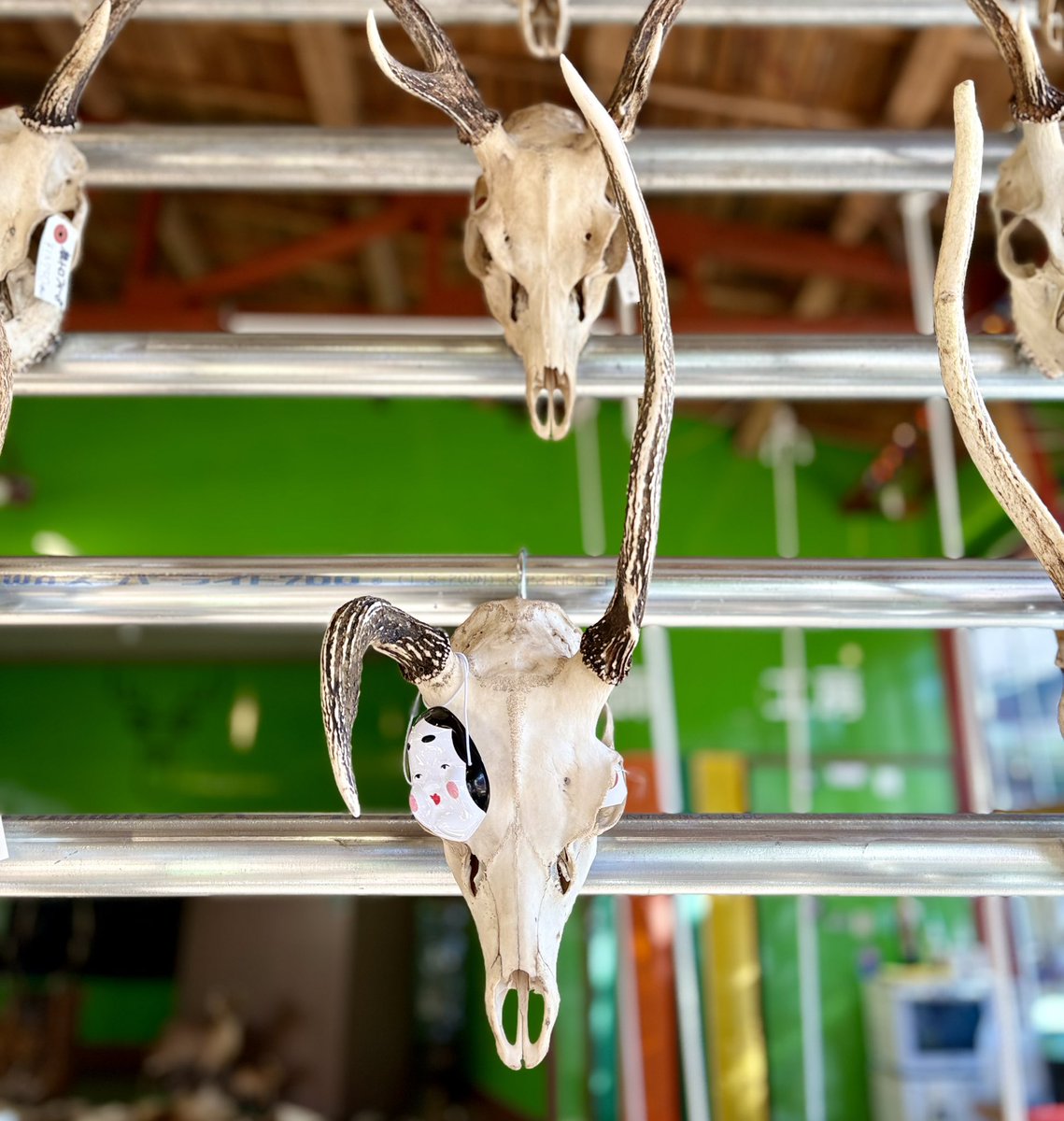 猟師工房ランド営業中 シカオスの頭骨が96全てに飾られました🦌 シカの