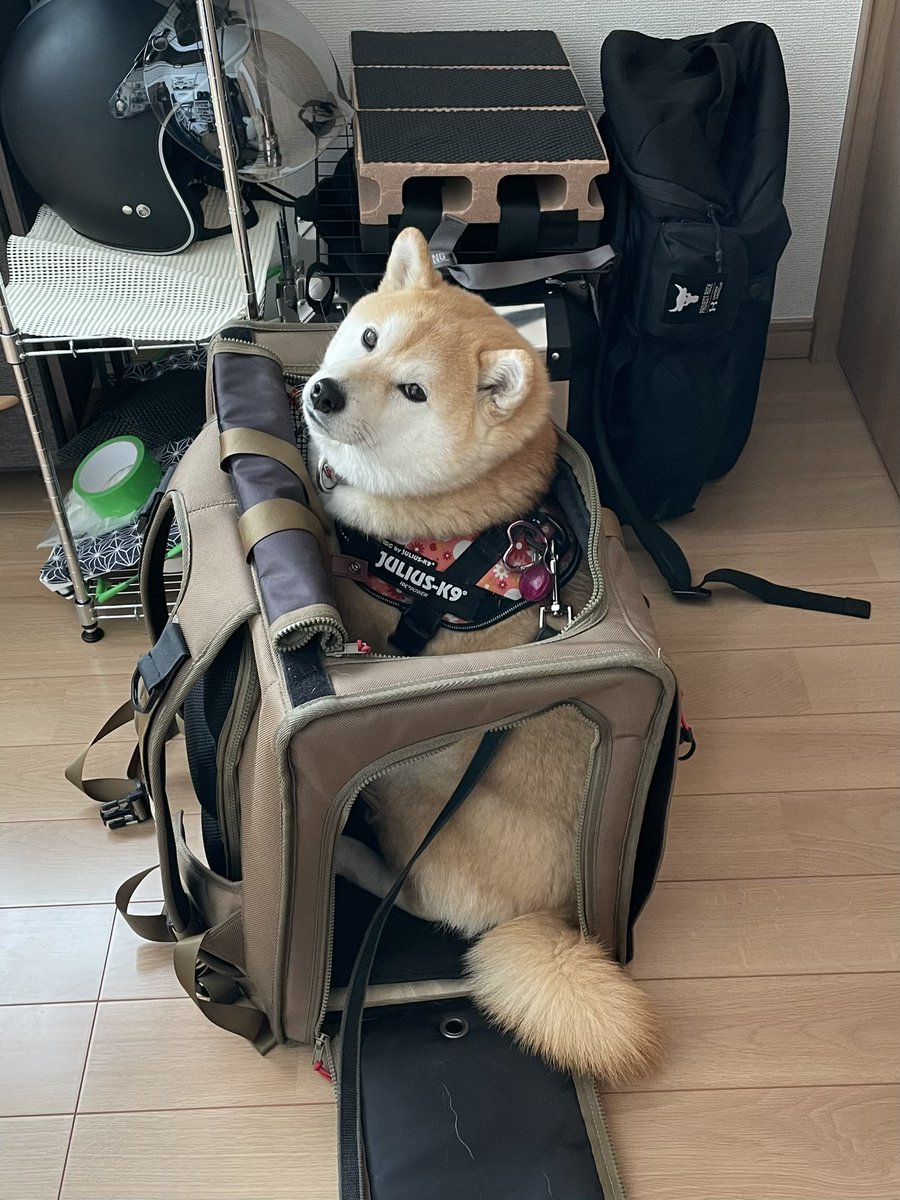 今日は車でお出かけだよ
って言ったのに
バイクに乗りたすぎて
自動的にバイクリュックに入る柴

#柴犬 #柴犬くるみ #柴犬のいるくらし #バイク #納車待ち