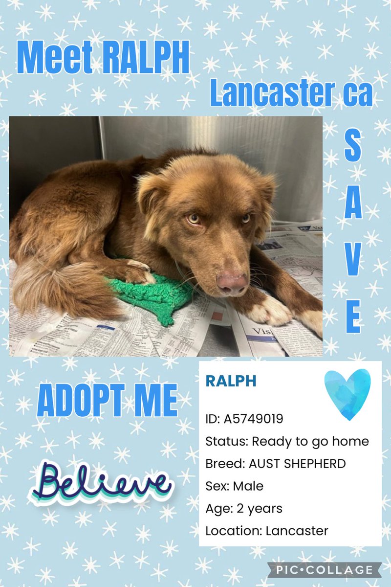 RALPH Needs out of a small cage 😢 Ralph “Handsome”  #A5749019 Male 2yrs #AustralianShepherd entered Jan.12 URGENCY ‼️🆘🚨 <a href="/AnimaLancaster/">LancasterAnimalShelt</a> <a href="/mapleveewesem/">Maple 🐕 🎹 🎸 💙</a> #ADOPT NOW or simple #REPOST HELP 🚨🆘‼️🐾⬇️🙏