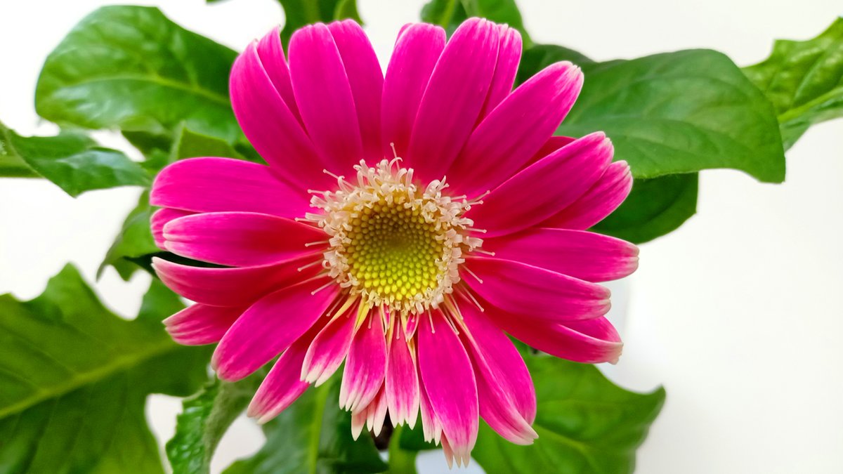 けさ、ねこまさむねの育てていたガーベラの花が咲きましたのでどうぞ