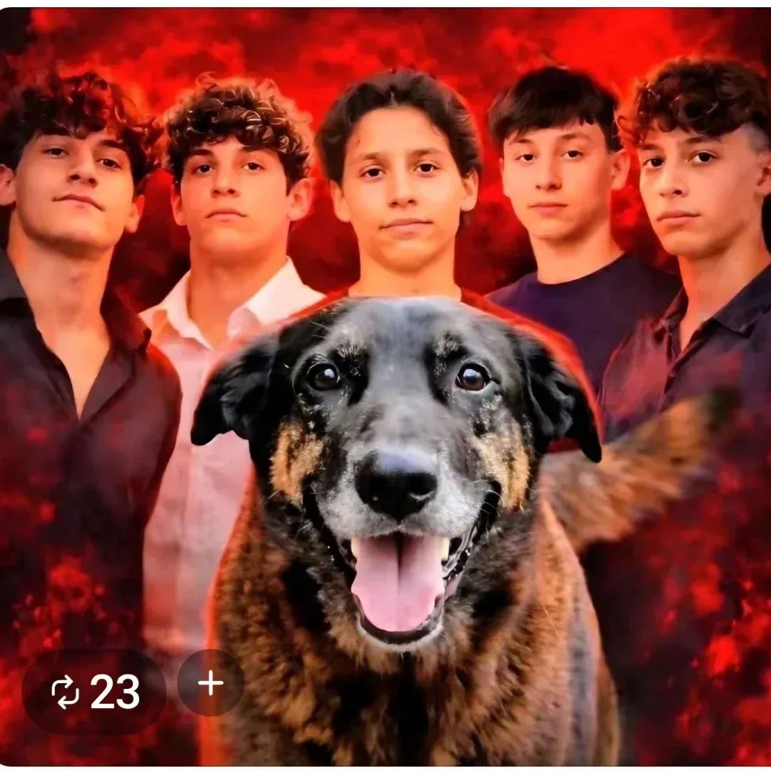 MilaKroetz's tweet photo. Queremos leis mais rígidas para crimes contra animais.  
Federalização do Caso Orelha já!
Santa Catarina não pode mais continuar à frente dessa investigação! 

#JusticaPorOrelha  
#FamiliaDeBandidos  
#FederalizacaoDoCasoOrelha https://t.co/73kL3s8ZTh
