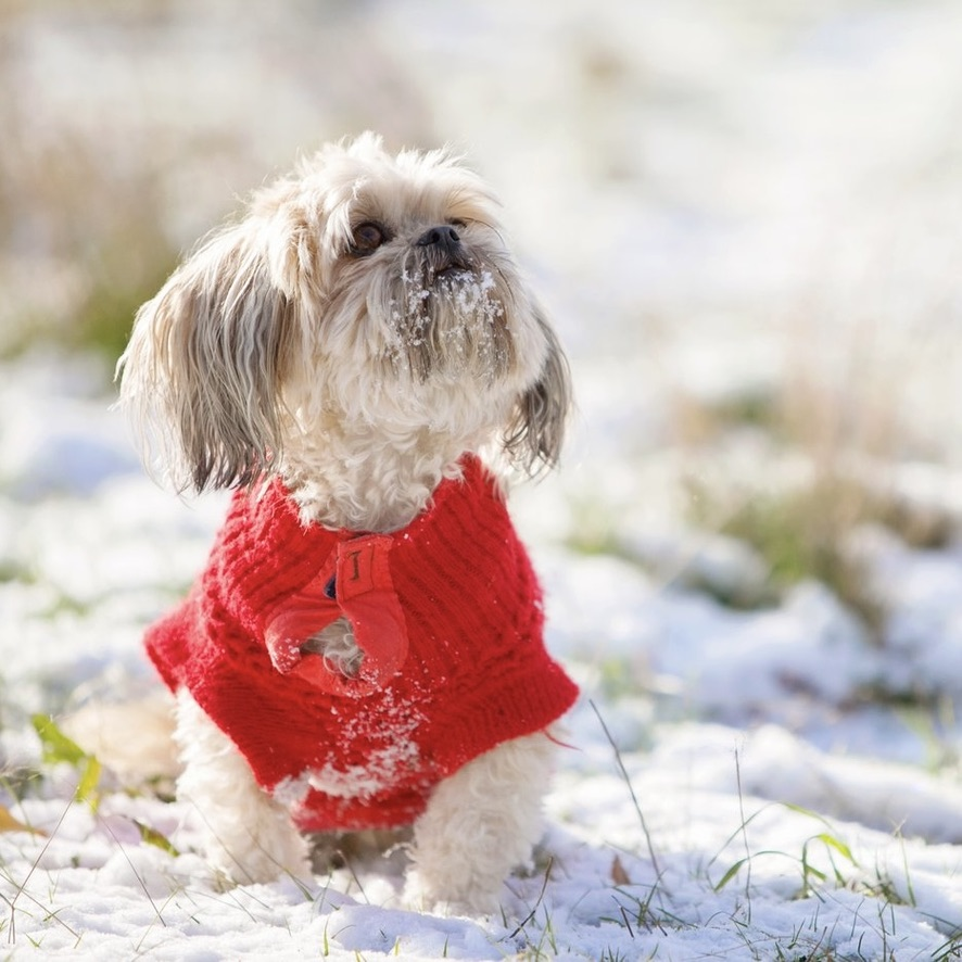 If you're cold, they're cold. Bring those fur babies inside tonight. ❄️