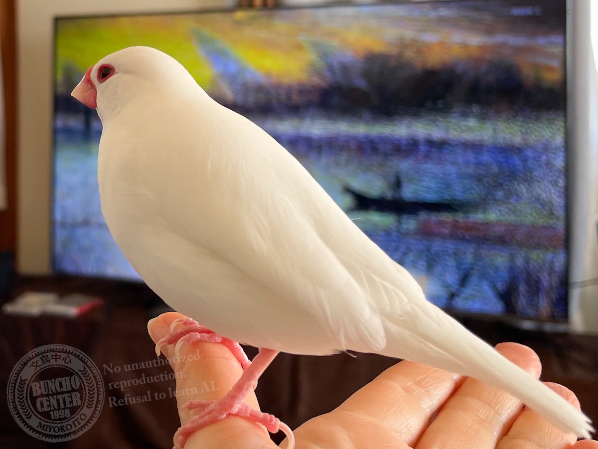 お出かけむぅちゃん☀️文鳥 (@gelatik_putih) / Posts / X