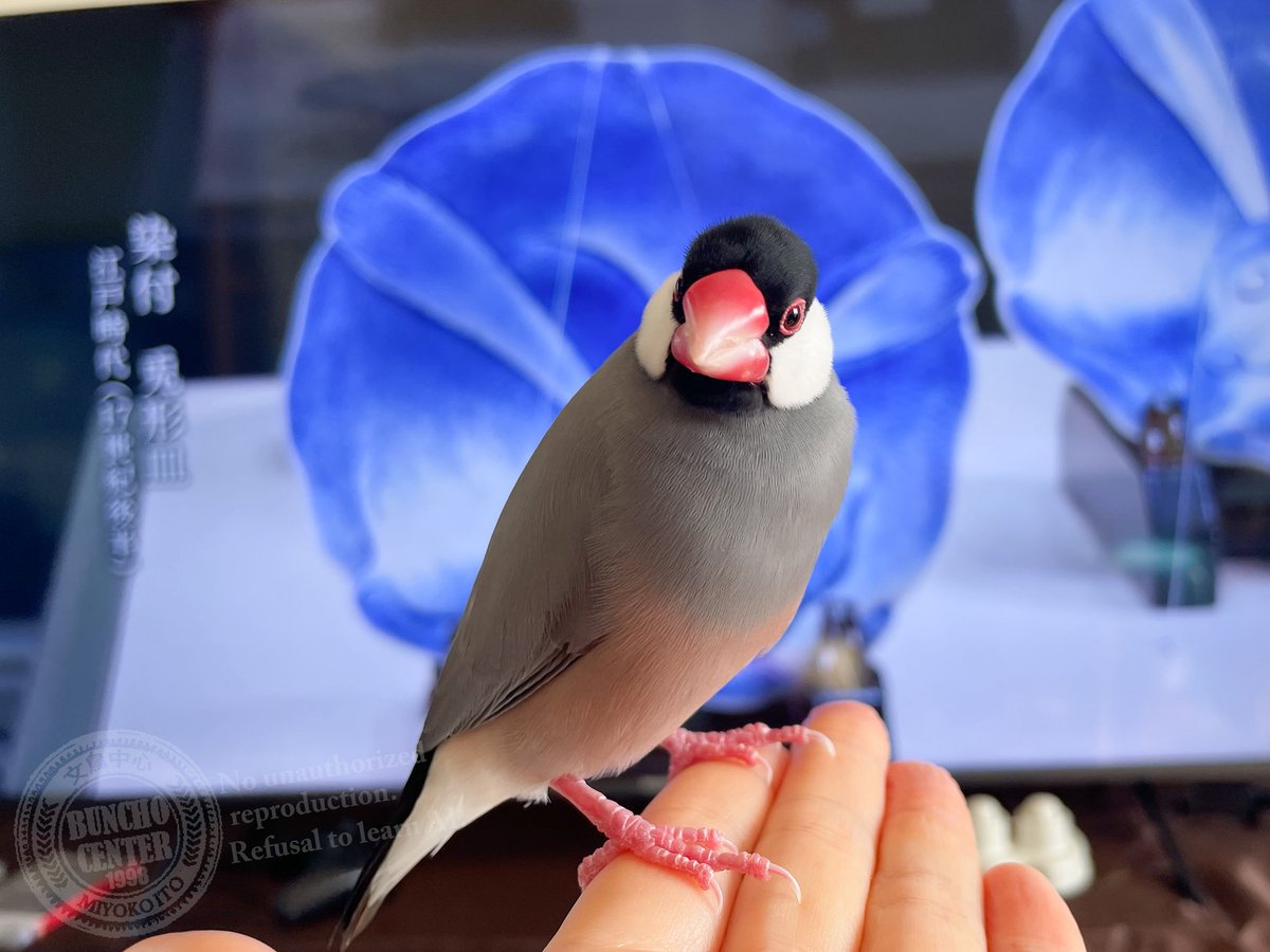 お出かけむぅちゃん☀️文鳥 (@gelatik_putih) / Posts / X