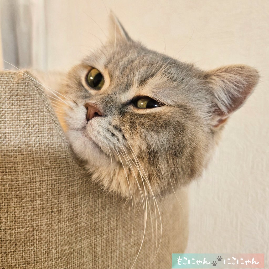 2月にゃんだって〜≽^•⩊•^≼