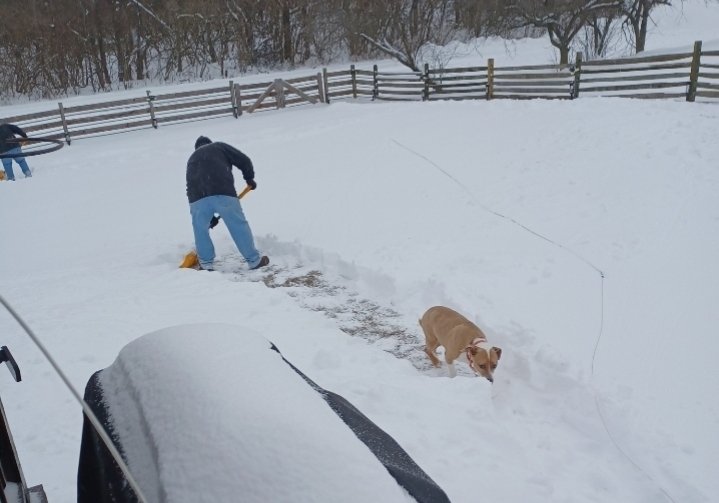 goodieguntz's tweet photo. @PeggiBosquez A week ago we had to shovel puppy paths through the snow &amp; it hasn't melted at all https://t.co/tMGzgZddH5