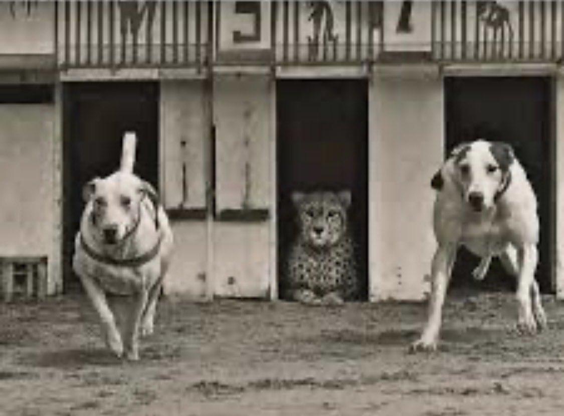 Fernando Sosa tweet media