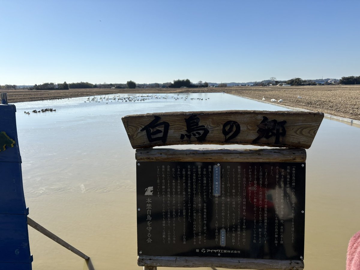 白鳥の郷 沢山いた。 飛んで行く所も見えた。 #bike #touring #suzuki