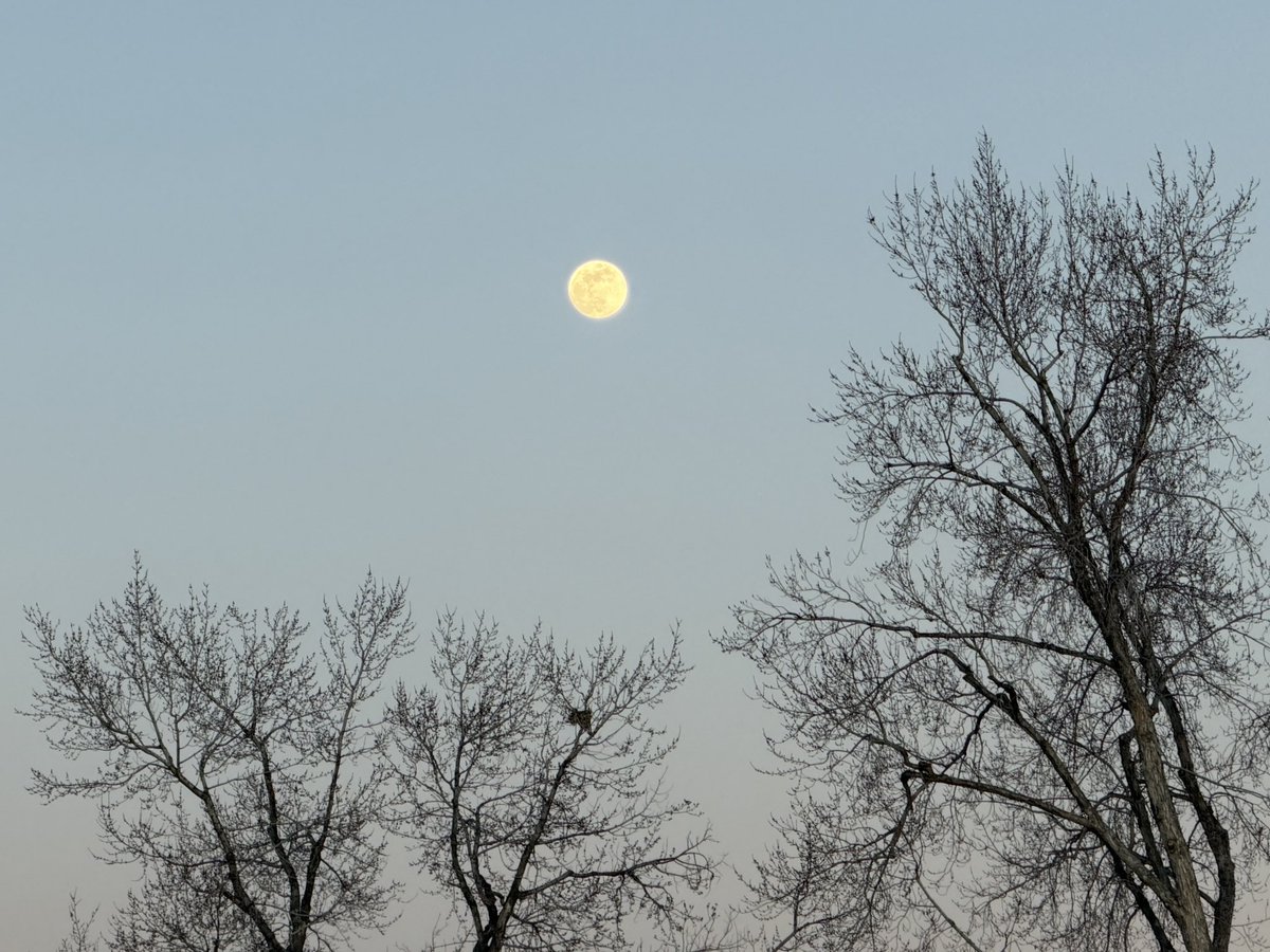 The almost full snow moon rising over Denver. So pretty! #moon #cowx