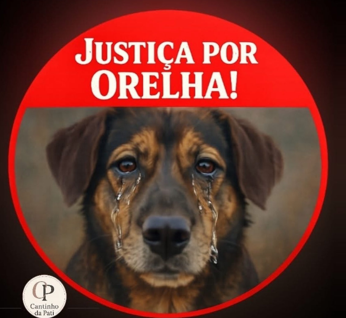 MilaKroetz's tweet photo. Queremos leis mais rígidas para crimes contra animais.  
Federalização do Caso Orelha já!
Santa Catarina não pode mais continuar à frente dessa investigação! 

#JusticaPorOrelha  
#FamiliaDeBandidos  
#FederalizacaoDoCasoOrelha https://t.co/O3bDGGkOOj