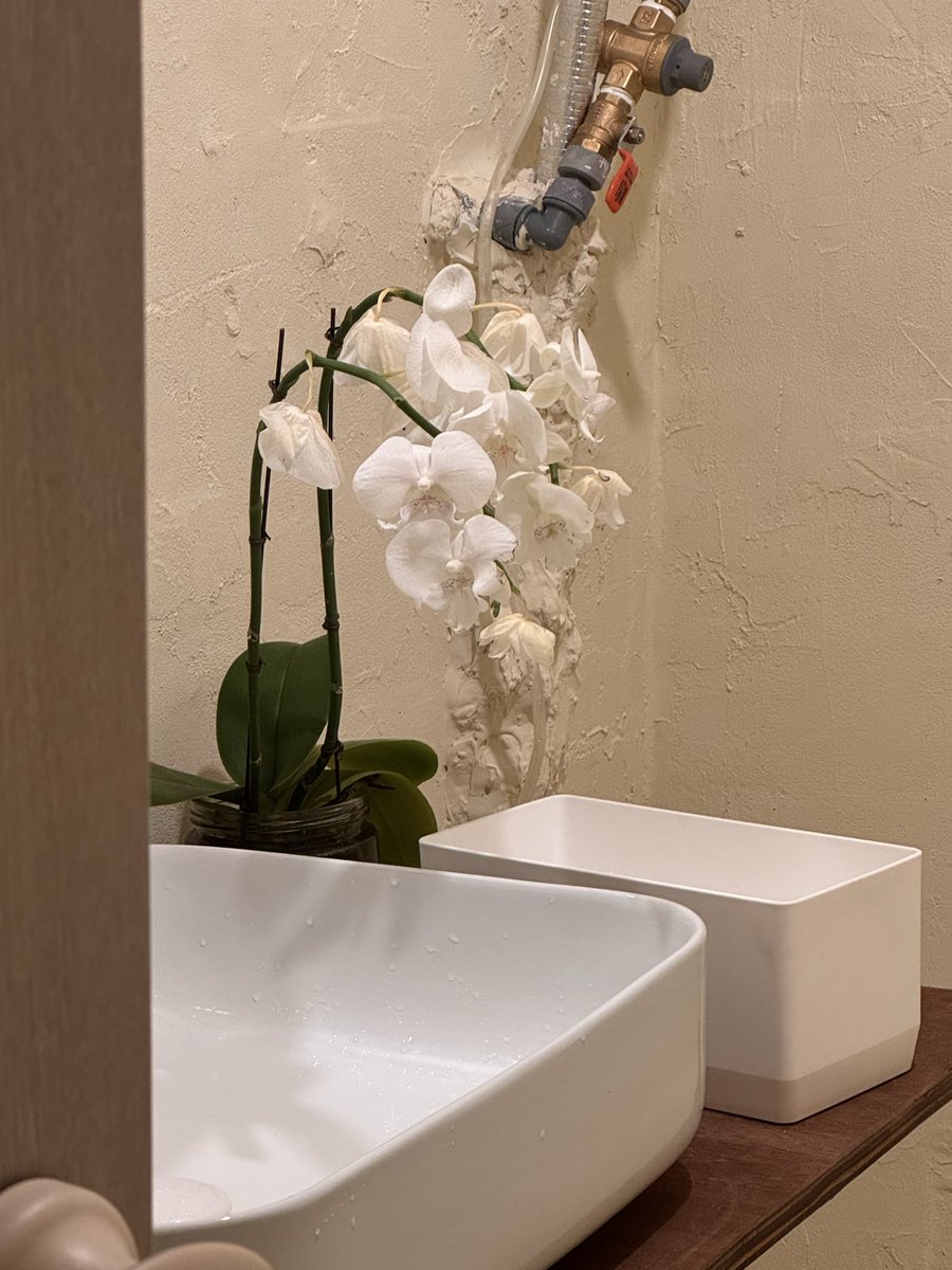 카페 갔는데 너도풍란이 너무 예쁘다...
널 갖겠어