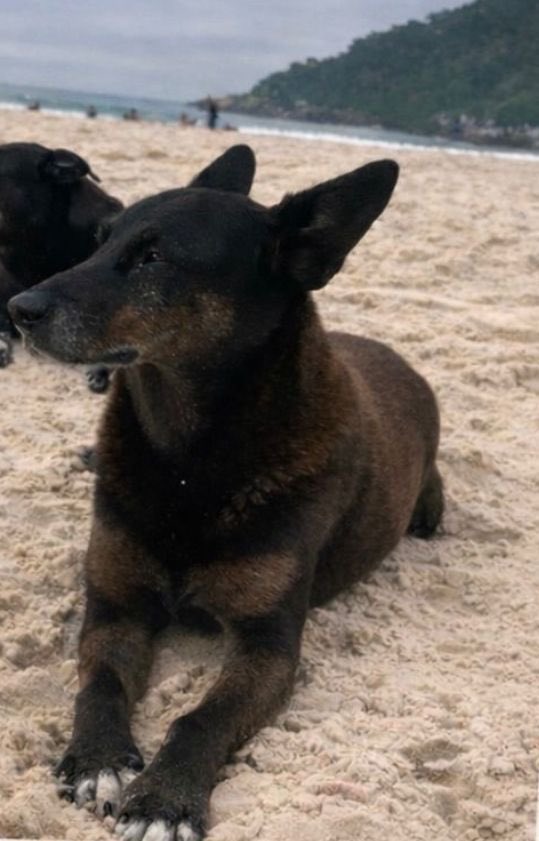 mandstu25's tweet photo. Nosso cãozinho Orelha , tão lindo! ❤️

#JustiçaPorOrelha 

FEDERALIZAÇÃO DO CASO ORELHA https://t.co/C3rsrvopKI