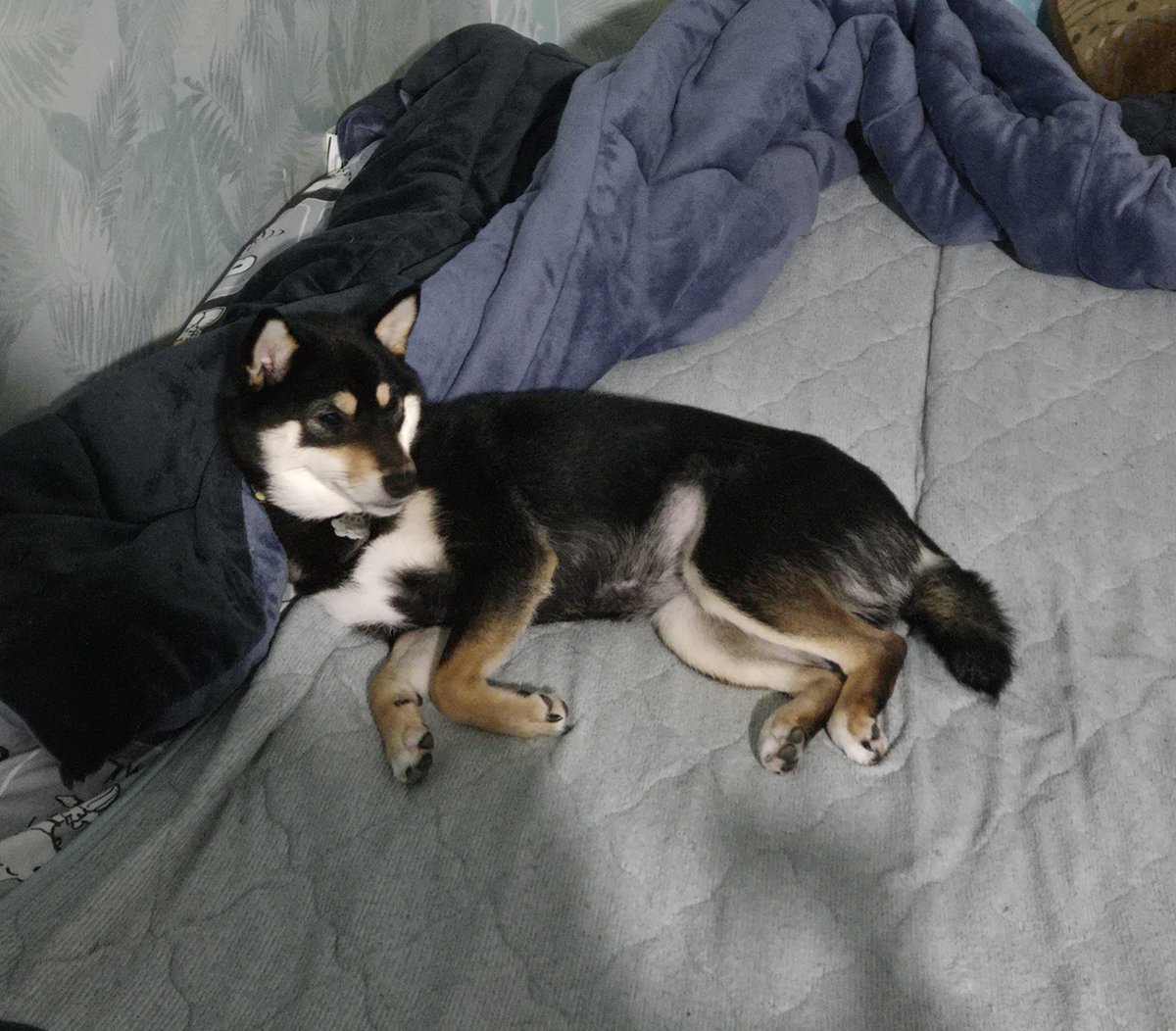 Gc35L's tweet photo. #迷子犬  #新潟

迷子犬、無事に見つかりました。

本日、ご近所の方がころもを見つけて下さり無事に戻りました。

少し痩せて戻ってきましたが、外傷等もなく落ち着いています。
動物病院の検査次第ですが、一安心です。

最後になりますが、ご協力して下さった皆様本当にありがとうございました！ https://t.co/XPz77w8zM1