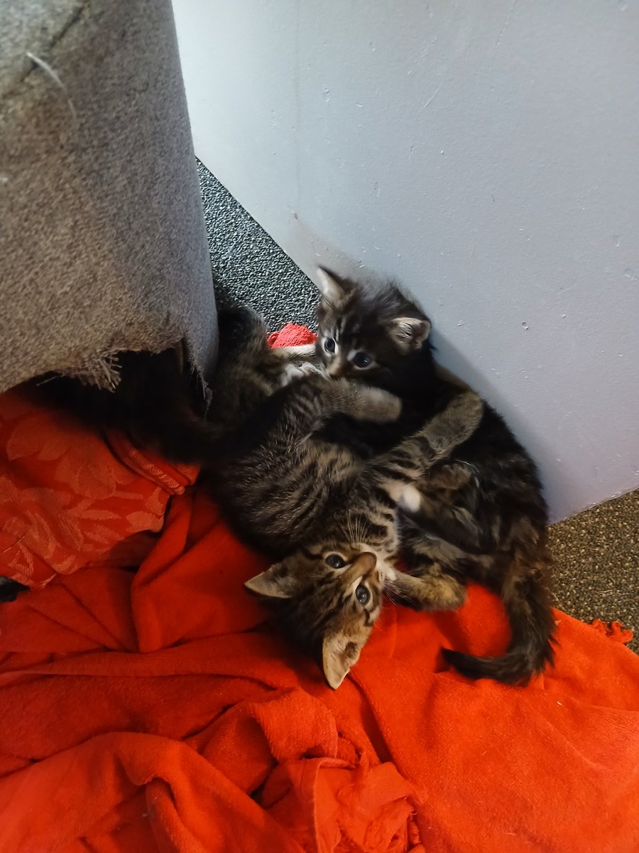 The nootlings are Hella active today