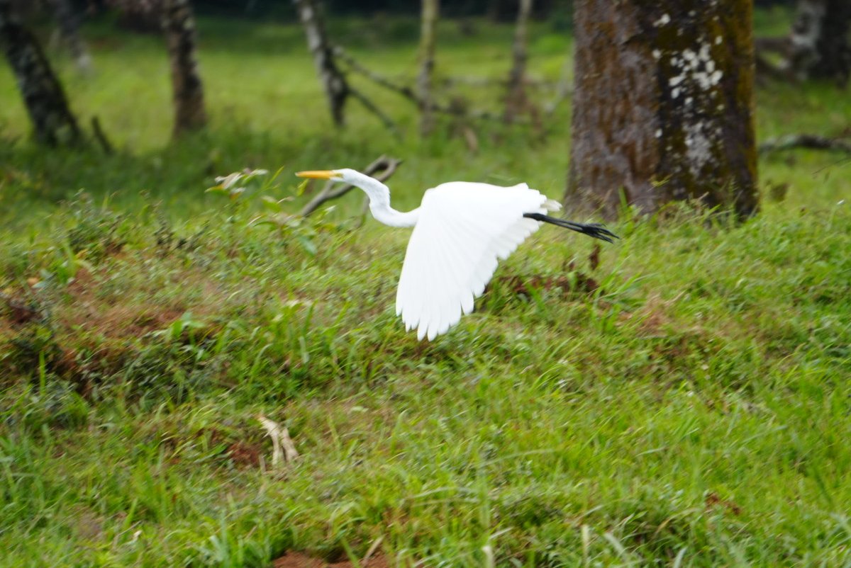 #SpamDePajaritosYSoloPajaritos
