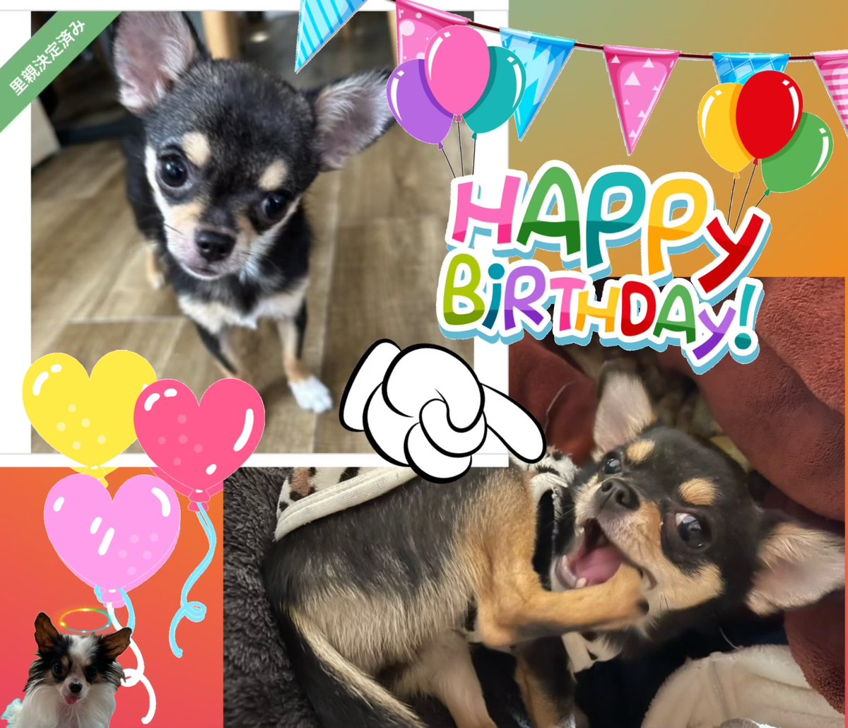 心臓疾患があるため保護団体に遺棄されてうちの子になった”みろく“♡無事2歳を迎える事ができました！
同じような境遇で5歳で天国に行ってしまった先輩犬も見守ってくれてるよ〜✨元気で長生きしてね〜🙏✨