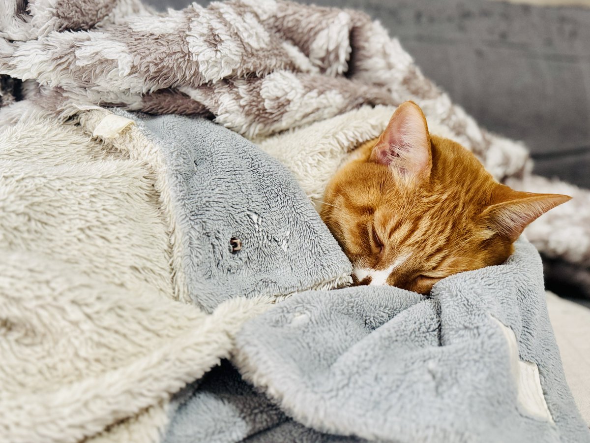 【猫が居る生活】 猫と幸せに暮らすための教科書 家族が知っておきたい猫のメンタル