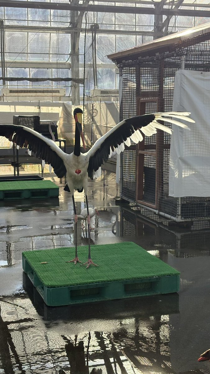 イェーイ！のけさん見てるぅー？！