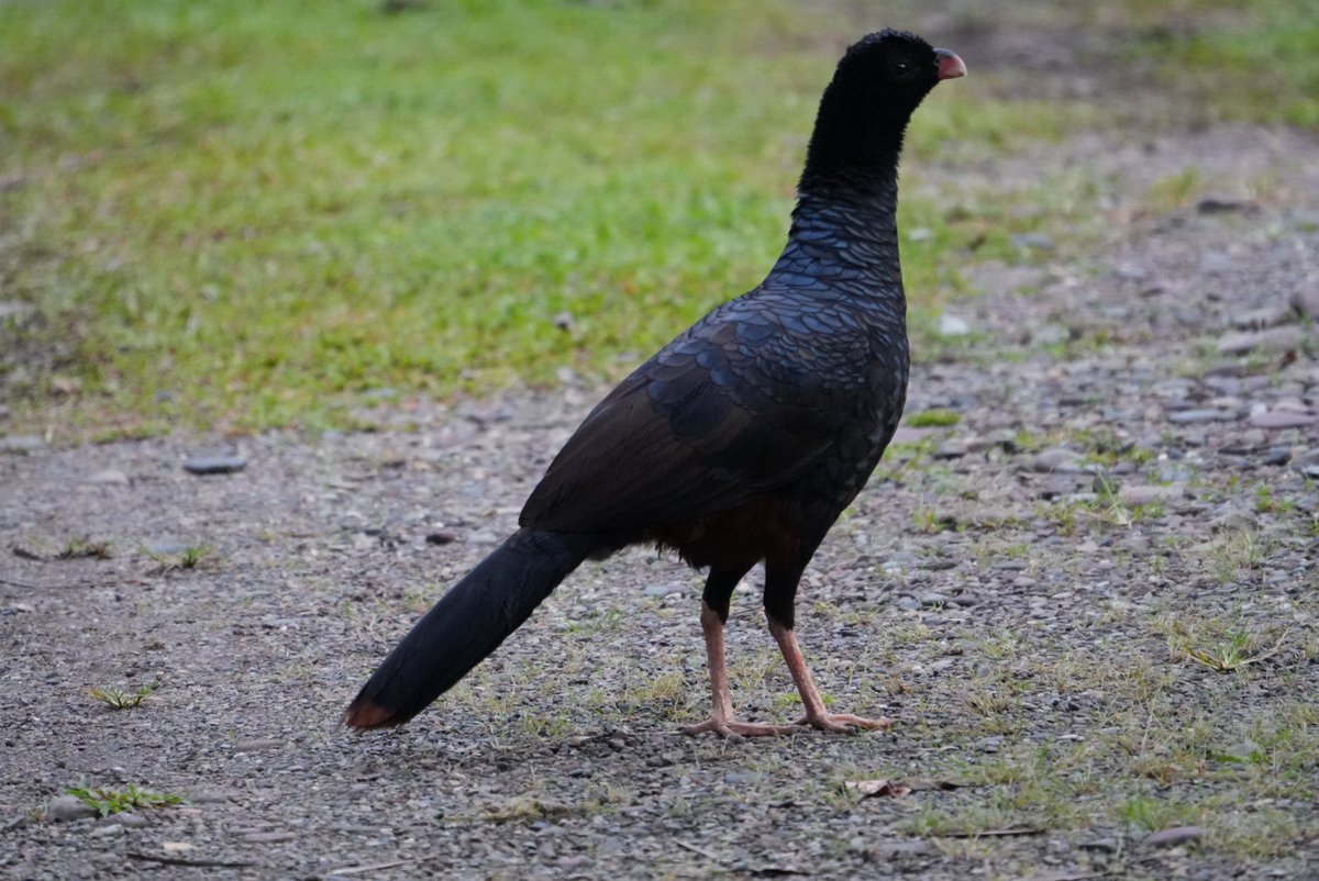 #SpamDePajaritosYSoloPajaritos