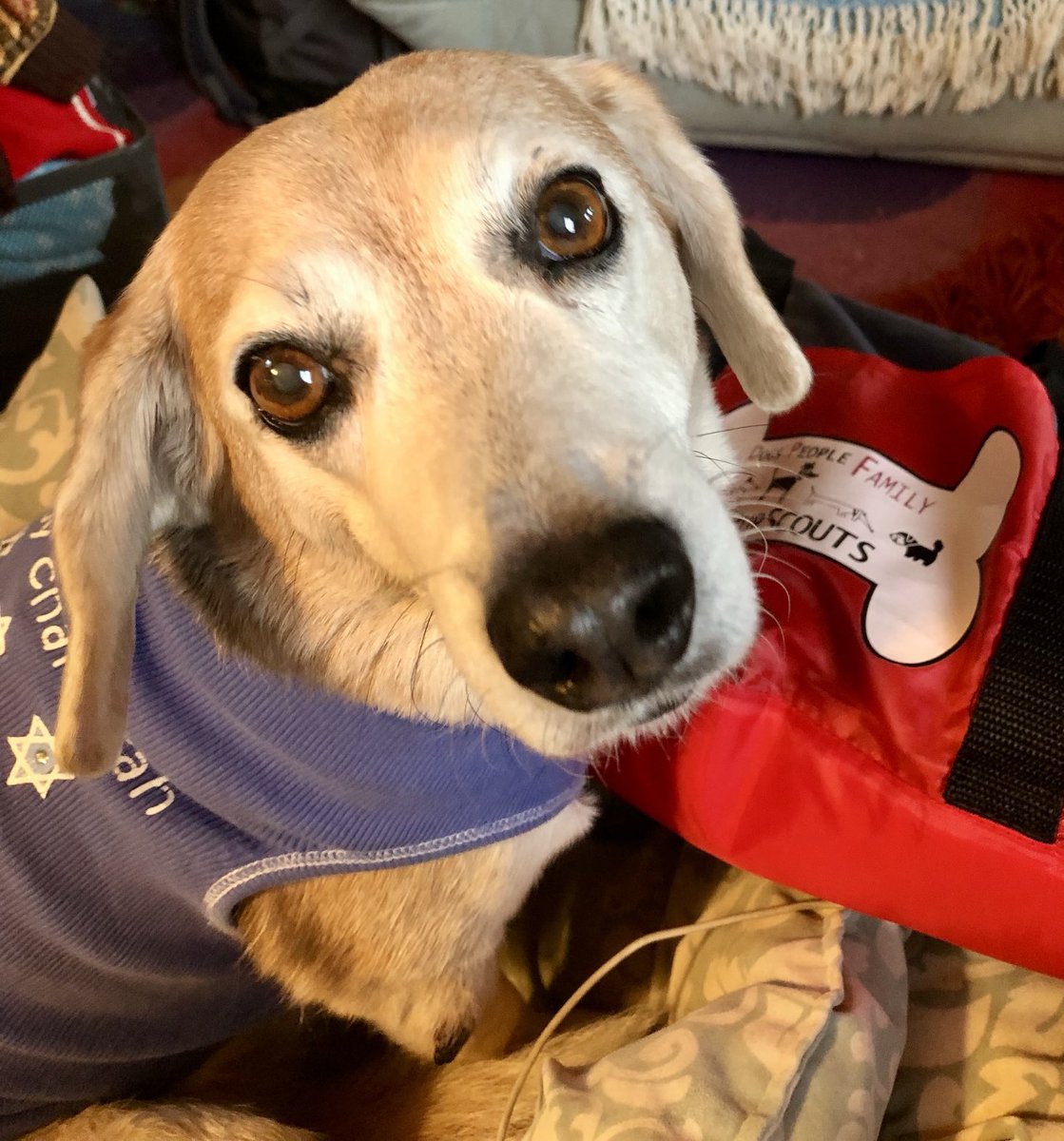 Hi frends 🤗😇🤎🐾