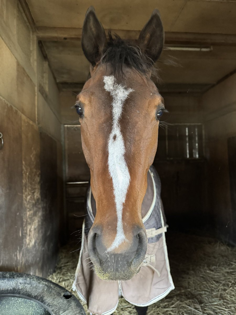 上原博之厩舎【ウエハラヒロユキキュウシャ🍀】 tweet media