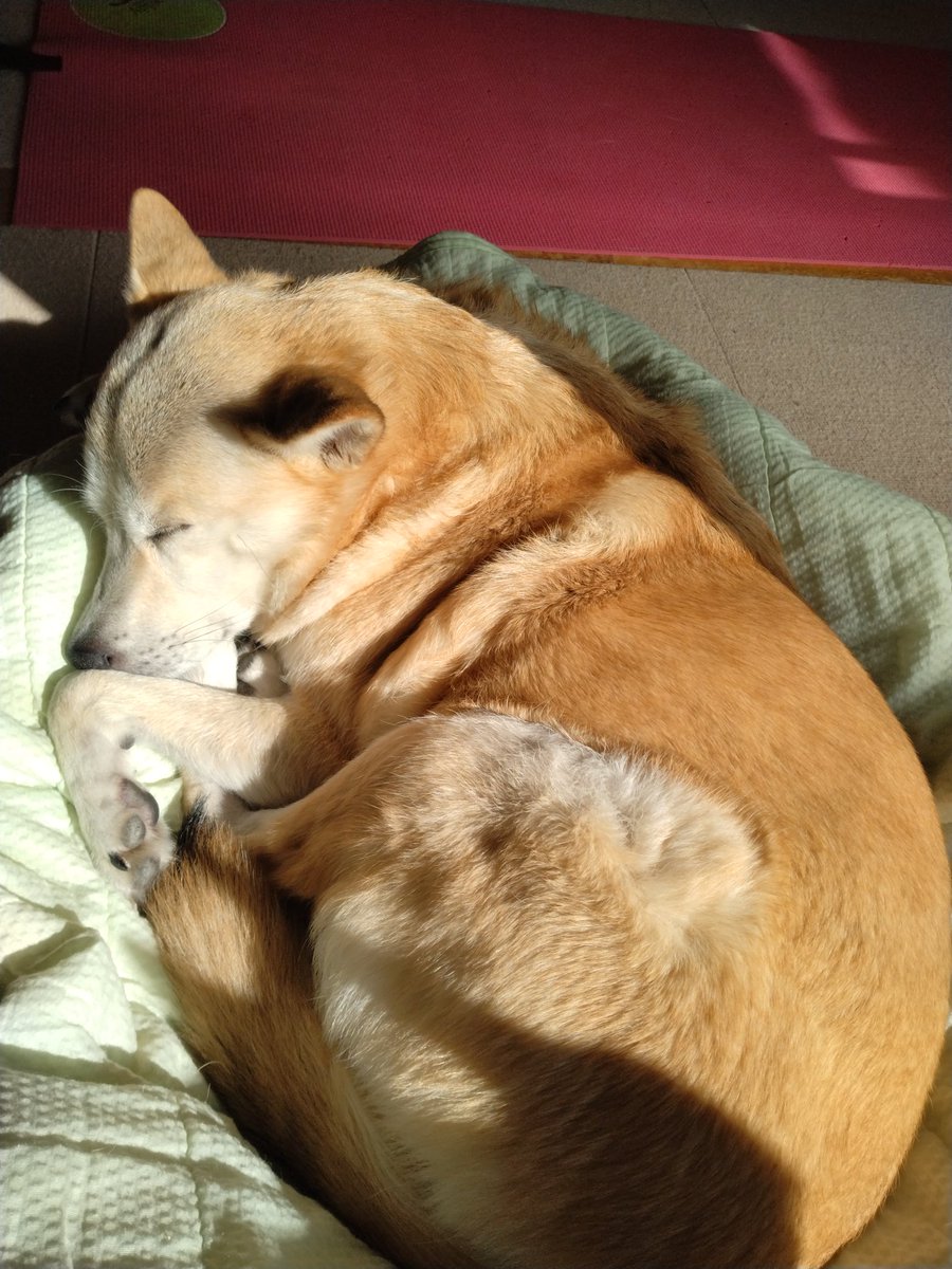 nebosukekibi's tweet photo. まずお腹を温めます。15分たったら移動して背中も忘れずに。
これで全身ぽかぽか、健康な犬の出来上がり🐶 https://t.co/uoV6clz73L