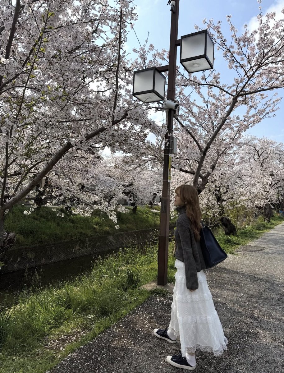 coco_koko556's tweet photo. 桜と写真を撮る加藤心ちゃんが圧倒的美すぎて桜を見るたびに加藤心ちゃんを思い出す身体になってしまいそう https://t.co/6iw37l9Wnf