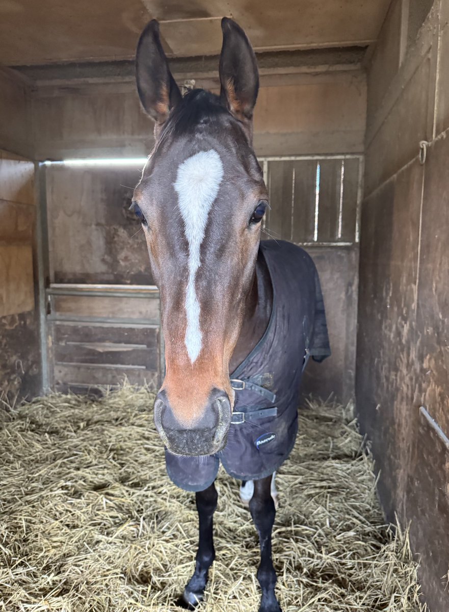 上原博之厩舎【ウエハラヒロユキキュウシャ🍀】 tweet media