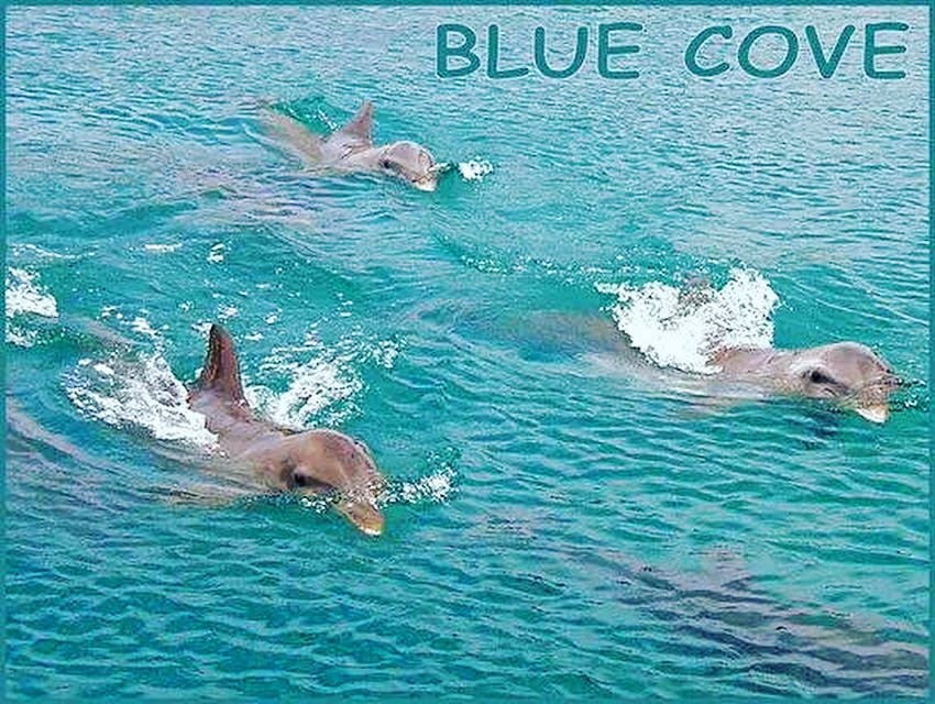 RT @KunitoSeko: The hunters drove the pod and split into two, and