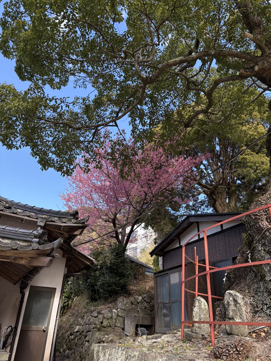 terrysg9cfujiko's tweet photo. 土肥神社の桜はまだまだ見ごろ🌸
#CyclingFriends #土肥桜巡りライド https://t.co/7hGxRqDmQv