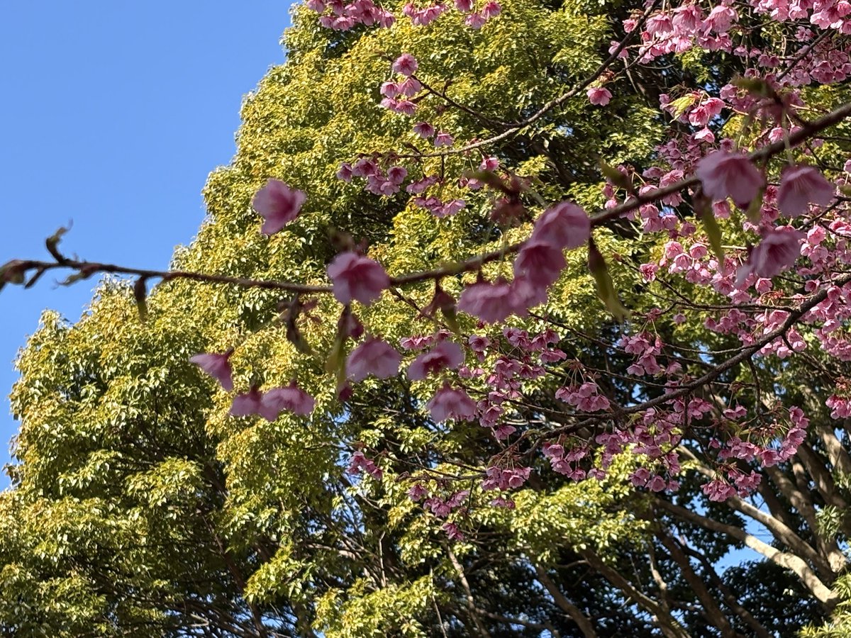 terrysg9cfujiko's tweet photo. 土肥神社の桜はまだまだ見ごろ🌸
#CyclingFriends #土肥桜巡りライド https://t.co/7hGxRqDmQv