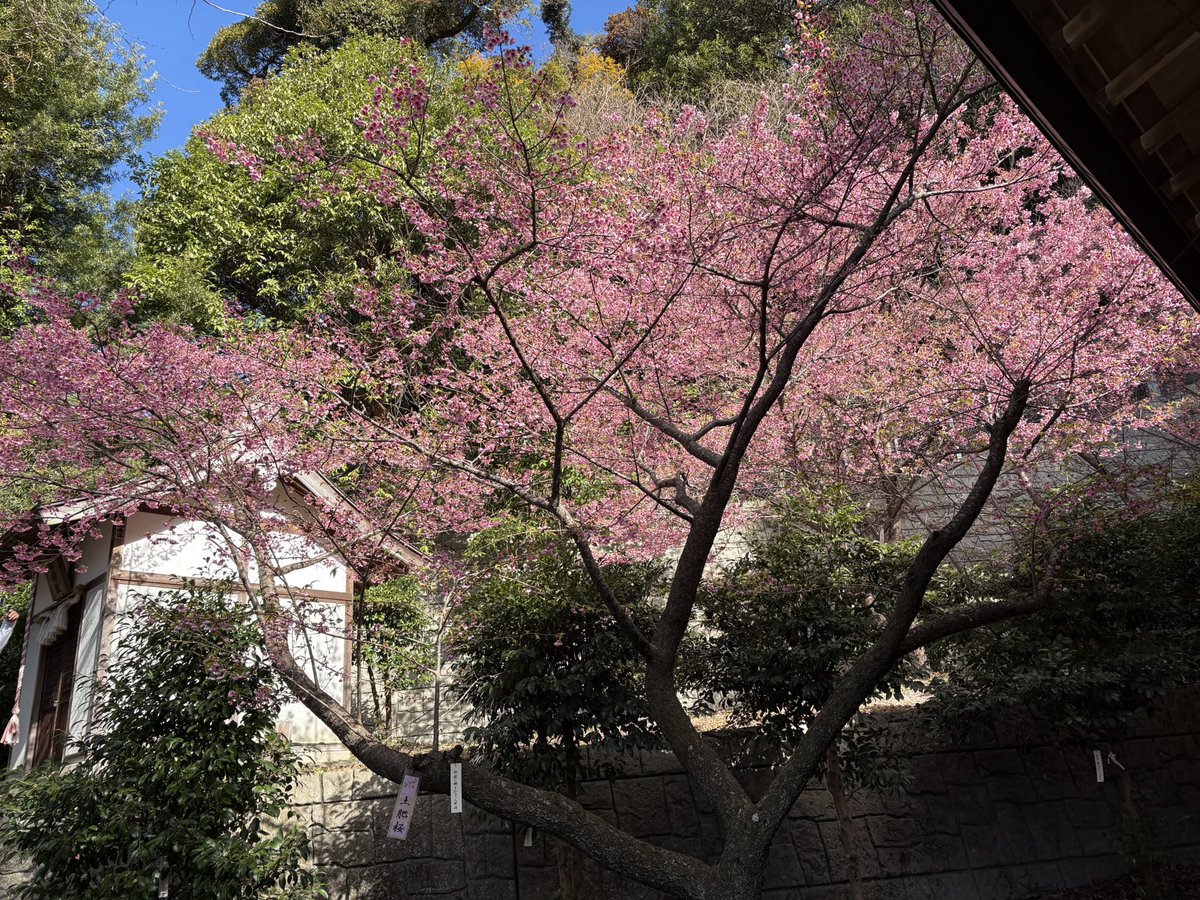 terrysg9cfujiko's tweet photo. 土肥神社の桜はまだまだ見ごろ🌸
#CyclingFriends #土肥桜巡りライド https://t.co/7hGxRqDmQv