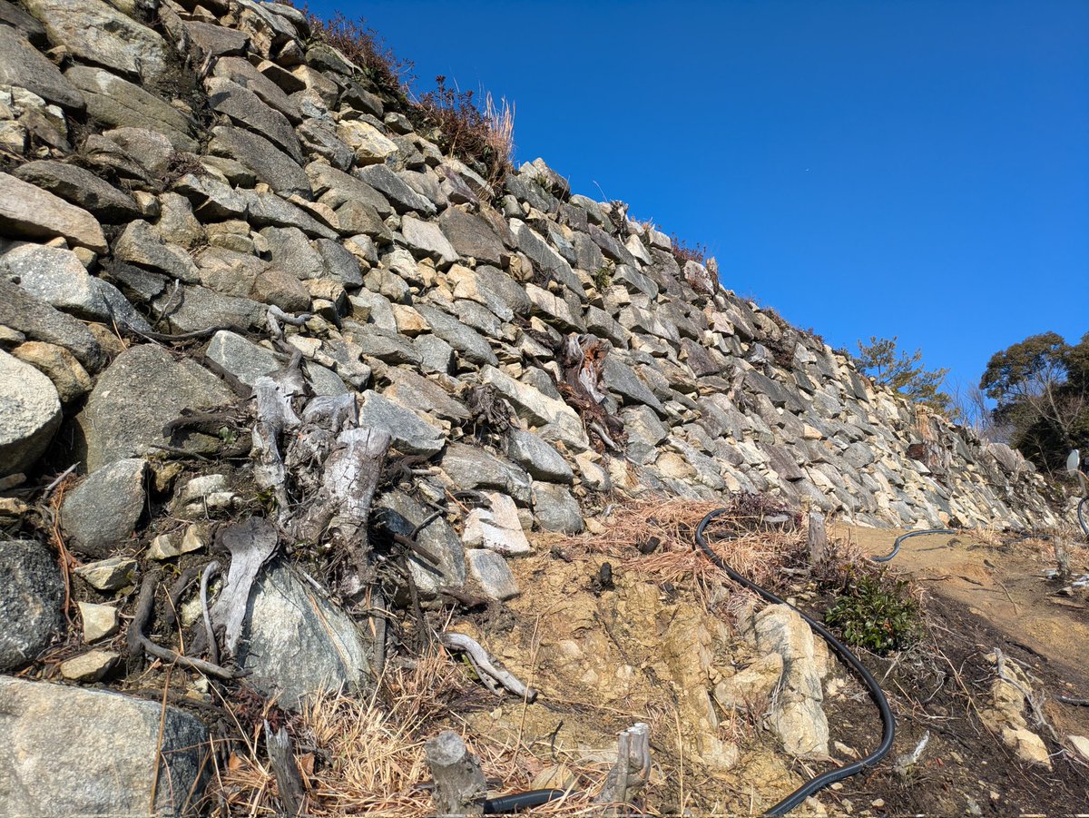 ３年ぶりに近江八幡市の八幡山城へ。
この前見そびれてた出丸の石垣を見れて大満足。
#八幡山城