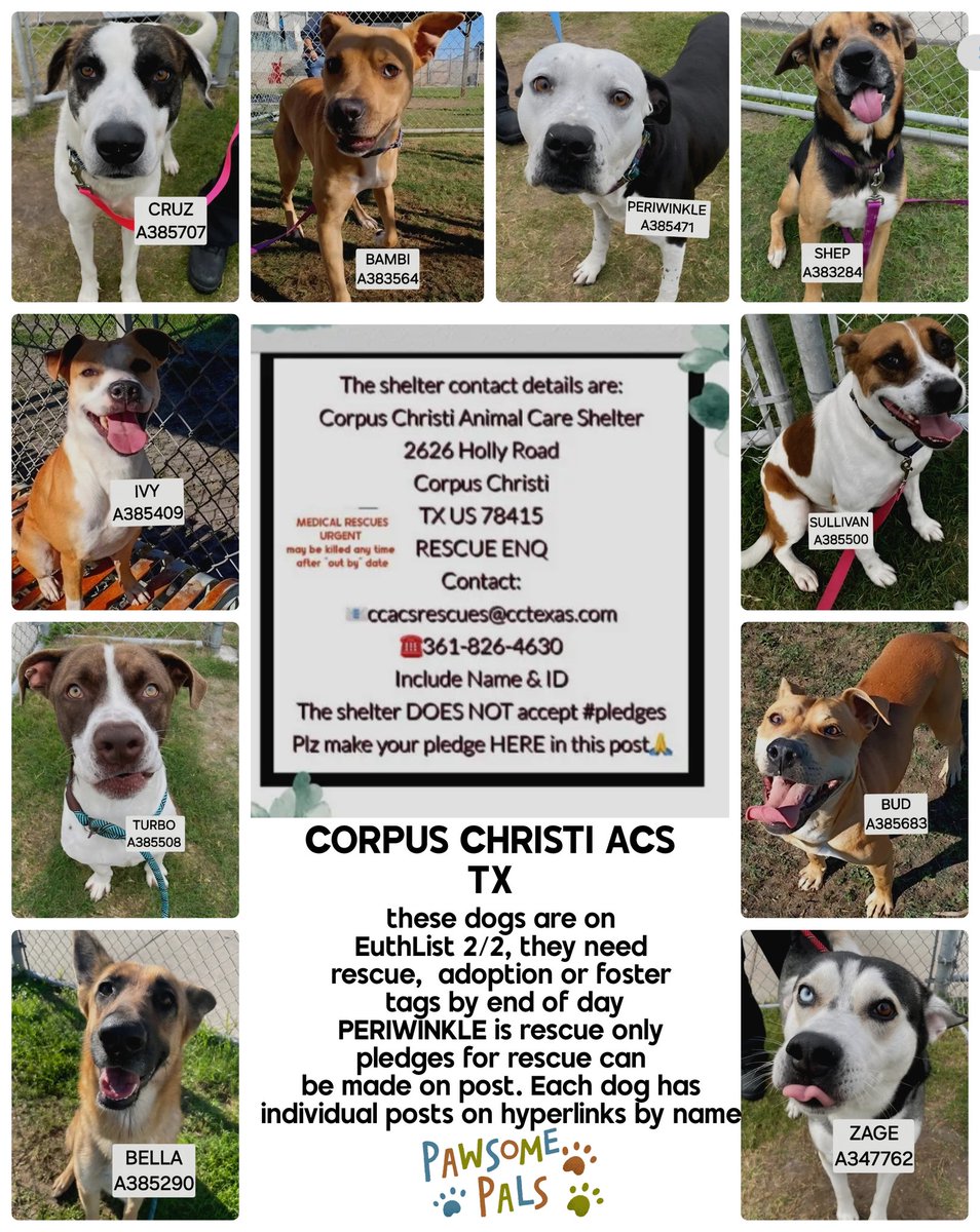 MiaGypsy🐕🛟🦺🦅🐘🎶 tweet media