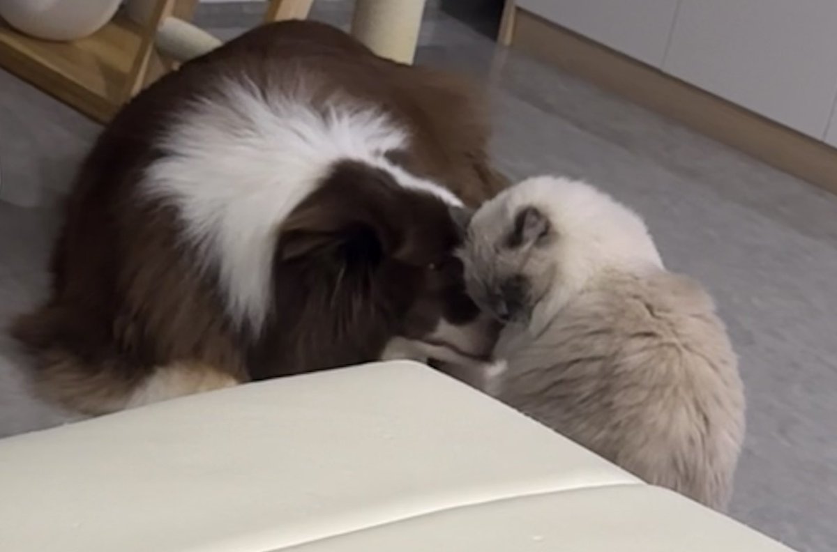 Huohua (@lhuo_hua) on Twitter photo 