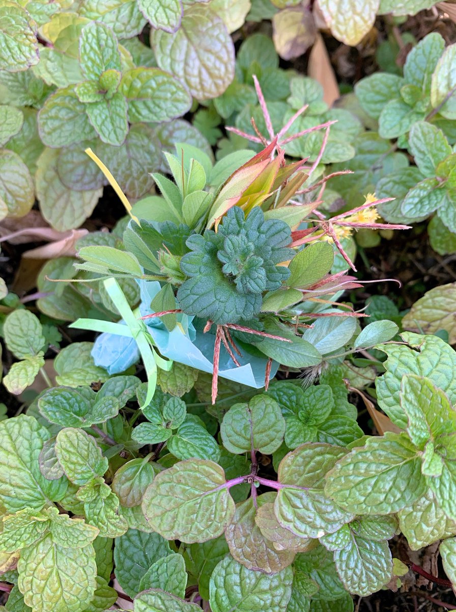 【小さな春見つけてブーケ】
まだ秋冬の名残のある道草と、春を待つ若葉の道草のコラボミニブーケ

ホトケノザ
カラスノエンドウ
セイタカアワダチソウ
ハマスゲ