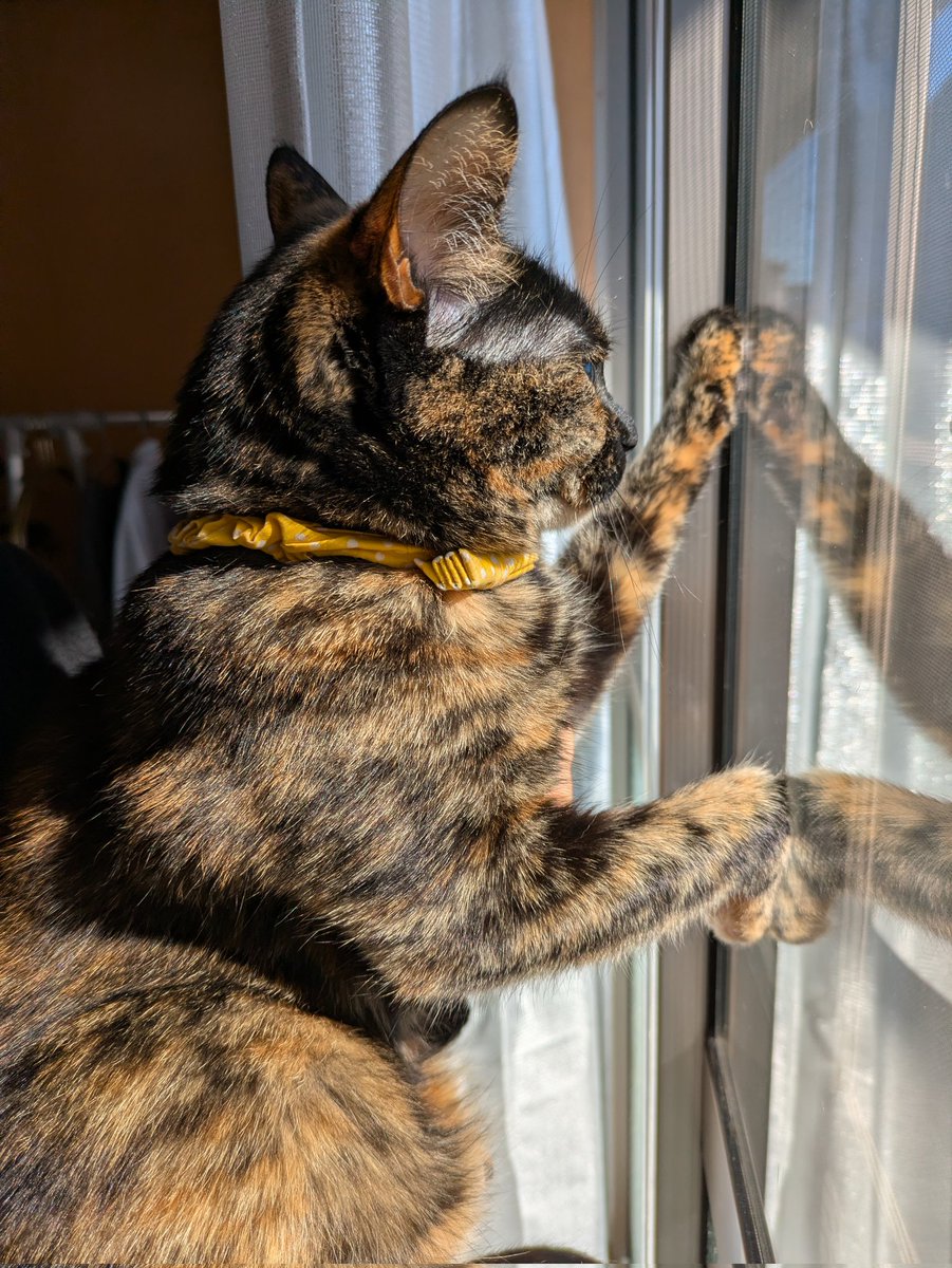 外見せてもらう抱っこ
#猫 #保護猫 #サビ猫はいいぞ